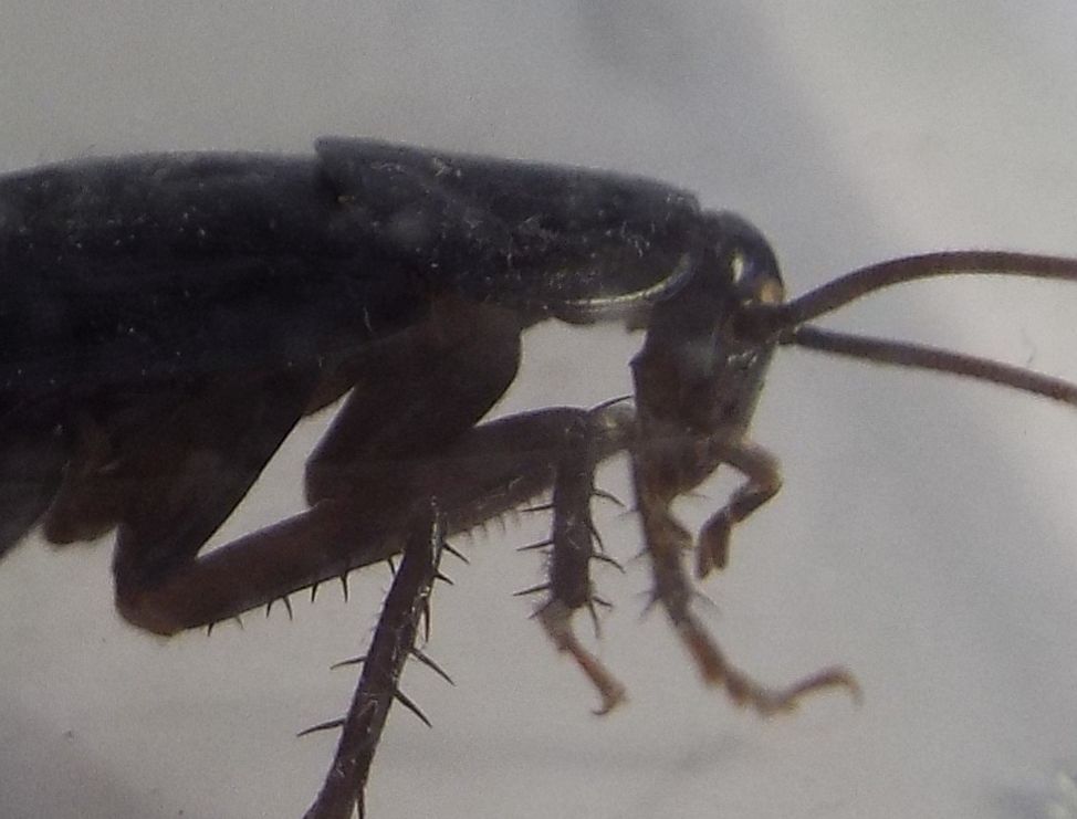 Blatta orientalis Linnaeus, 1758